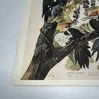 Pileated Wood Pecker New York Historical Society Lithograph  1966