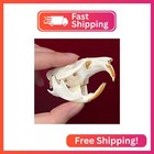 Clloeat Taxidermy Real Animals Skulls  Real Bones Specimen  Taxidermy Supplies F