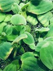 6 Water Lettuce Sm baby Water Lettuce Freshwater Floating Plants Ponds tanks