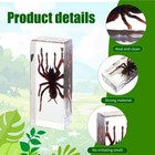 Taxidermy Tarantula Bird Spider Insect In Resin  4 3 X 1 7 X 1 Inches Real Bu   