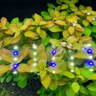 Broad-leaf Ludwigia  ludwigia Repens  - Buy3get1free - Live Red Aquarium Plant