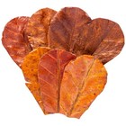 Tender Tropicals 80 Pcs Dried Catappa Indian Almond Ketapang Leaves  Natural