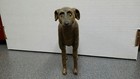 Hand Carved And Painted Wood Great Dane Figurine 