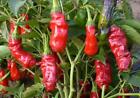 Peter Pepper Heirloom Hot Pepper Seeds  Non Gmo  Organically Grown Practices 