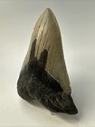 Megalodon Shark Tooth 4 89 Inch - Beautiful - Large Fossil - Authentic 19269