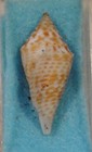 Conus Praecellens 27mm Palawan philippines