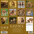 Lions  12  X 12  Wall Calendar  free Shipping 