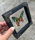 Madagascan Sunset Moth Framed Taxidermy Butterfly Clear Frame Antique Wall Decor