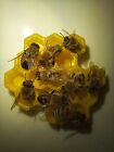 Honey Bees On Realistic Honey Comb I Love The Honeybees Art Taxidermy Bees     
