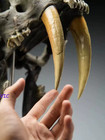 1 1 Smilodon Saber-tooth Tiger Skull Resin Fossil Replica Model Collection Gift