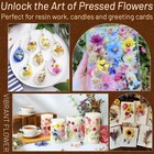 Dried Pressed Flowers For Resin  Real Natrual Floral Leaves 