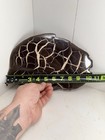 Huge Septarian lightning Stone 7 Lb Display Specimen From Lake Michigan