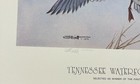1979 Tennessee - State Duck Stamp Print - With Stamp    first Of State  