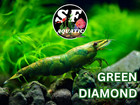 Sf Aquatic 10 Green Jade Neocaridina Aquarium Shrimp  Live Guarantee