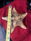 Natural Starfish 9  Large  Specimen Collector Quality  Great Tropical Souvenir