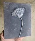 Natural Devonian Prehistoric Jurassic Biota Crinoids Fossils
