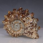Douvilleiceras Tractor Ammonite Rich Brown Shell Fossil Fish Oak Leaf Sutures