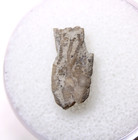 Dendrocrinus Crinoid Fossil Ordovician Kentucky Lexington Limestone