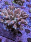 Wysiwyg Rare Rainbow Milliepora Acropora Colony Multicolor Live Coral Frag Sps