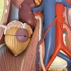 3b Scientific K32 Dual Sex 6-part Urinary System Kidney Bladder 3b Smart Anatomy