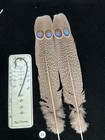 Grey Peacock Pheasant  Double  Eye Tail Feathers   51