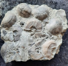 Fossil Brachiopods Mortality Plate 4 Inches High Relief Indiana Liberty Shale