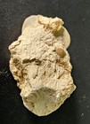Multi-fossil Cluster  Sand Dollars   Shells In Matrix Unidentified Marine Fossil
