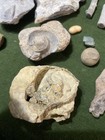 Fossil Lot Marine Crionoid Stems Gastropods Brachiopods Kansas Education History