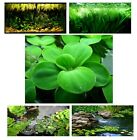 10 Dwarf Water Lettuce  25  Leaves  Easy Aquarium   Pond Plant  Buy2get1free