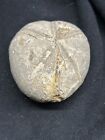 2 5    Texas Fossil Echinoid Macraster Sp Cretaceous Sea Urchin  Fw Formation