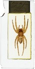 Antique Microscope Slide Oversize By Hancock- Large Spider From Stanley Tasmania