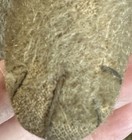 Antique German Mohair Fully Jointed Teddy Bear C1907 20    With Show Button Eyes