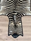 A Grade Zebra Hide  Zebra Skin  Zebra Rug - South African Burchell  s Zebra 66f 