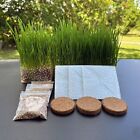 Organic Cat Grass Kit 3 Pack   Non Gmo Mixed Heirloom Seeds   Wheatgrass