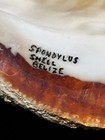 Big 6    Spondylus Shell Precolumbian Ancient Artifact Belize Mayan Free Shipping