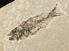 Very Rare 50 Million Year Old Mioplosus Fish Fossil Fossil Lake Wyoming 465gr