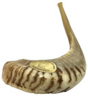Vintage Jewish Natural Ram s Horn Shofar Judaica Jerusalem Hebrew Israel Judaism