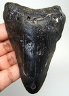 Megalodon Shark Tooth - Real Fossil 3 58  - Shark Teeth No Repairs Natural