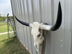 Longhorn Steer Skull 3 Feet 5 Inch Wide Polished Bull Horn Mounted Cow Head