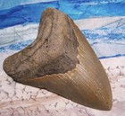 Megalodon Shark Tooth 4 3 4 Sharks Teeth Large Jaw  Fossil Real Sharp Serrated