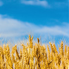 Oat Plant Seeds   Organic   Hulless   Jai   Nuo Mi   Khao Niao   Grains