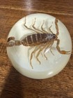 Vintage Paperweight Real Scorpion Lucite Encased 2 5    Diameter