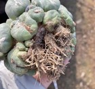 Ariocarpus Kotschoubeyanus   jinjiang Type Branched   tubercle Form Garden Decor 9cm