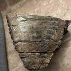 Ice Age Large Fossilized Mammal Tooth  Pleistocene Era  Omsk Siberia