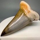 Beautiful Colors Xl 2 22  Fossil Extinct Mako Shark Tooth - Miocene  Peru
