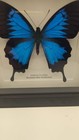 Papilio Ulysses Mountain Blue Swallowtail Butterfly In Glass Frame