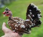 12     Puerto Rican Kikiriki   s Hatching Eggs- Npip 