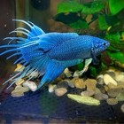 Live Betta Fish -paradise Fish  electric Blue  1 Pair