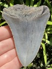 Natural Megalodon Tooth 3 06    Fossil Shark Teeth