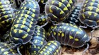 25   Armadillidium Gestroi Isopods  Bioactive Clean Up Crew Yellow Vivarium 